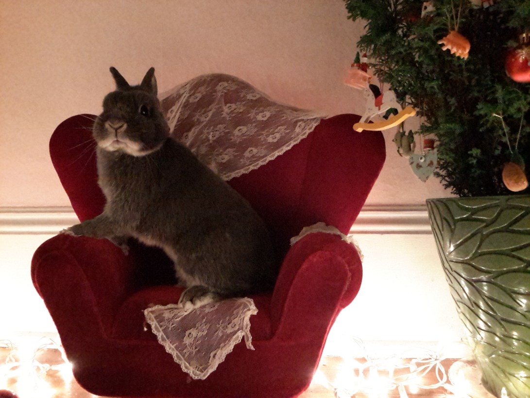 Christmas Bunny - Paula Nasmith